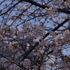 桜　8