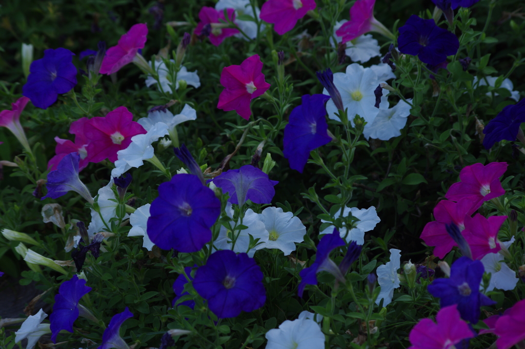夏の花壇　芝公園　7月末