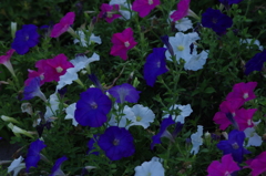 夏の花壇　芝公園　7月末