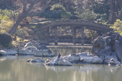 六義園　風景1