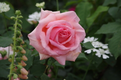 薔薇　22　山下公園　5月