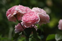 薔薇　9