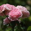薔薇　9