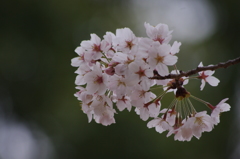 桜　3　