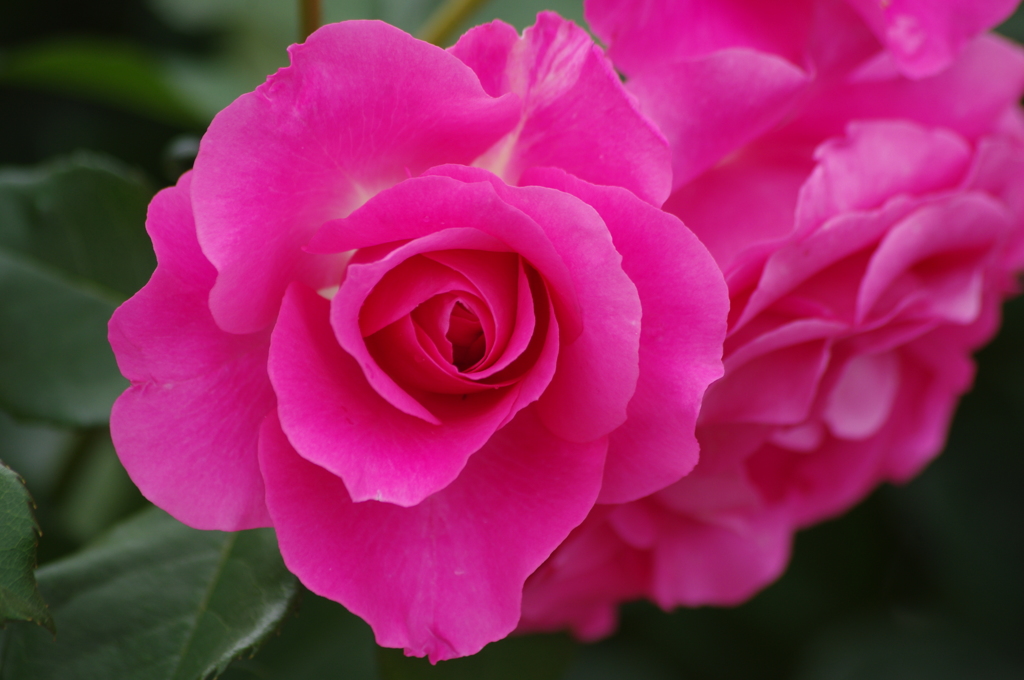 薔薇　31　山下公園　5月