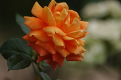薔薇　2