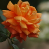 薔薇　2