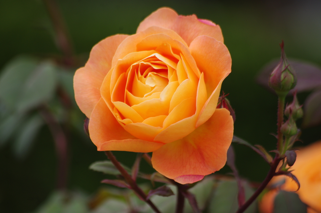 薔薇　27　山下公園　5月