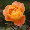 薔薇　27　山下公園　5月