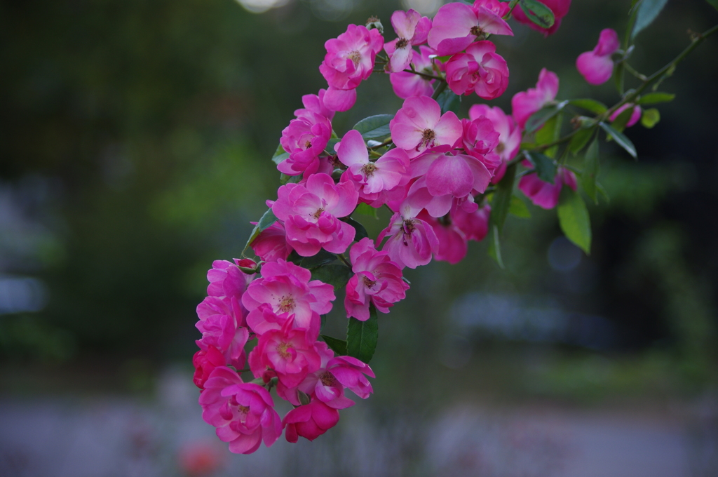 薔薇