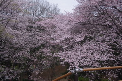 戸山公園　桜　2
