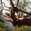 木竜　新江戸川公園