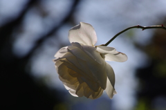薔薇　2