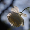 薔薇　2