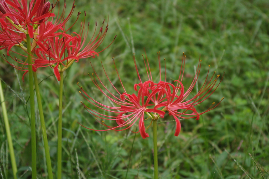 曼珠沙華　旧浜離宮庭園