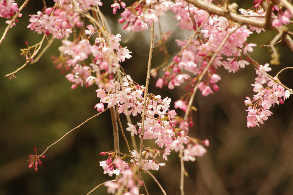 しだれ桜　白金台どんぐり児童遊園
