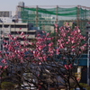 梅　10