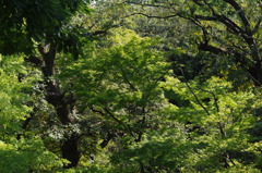 庭園風景　2