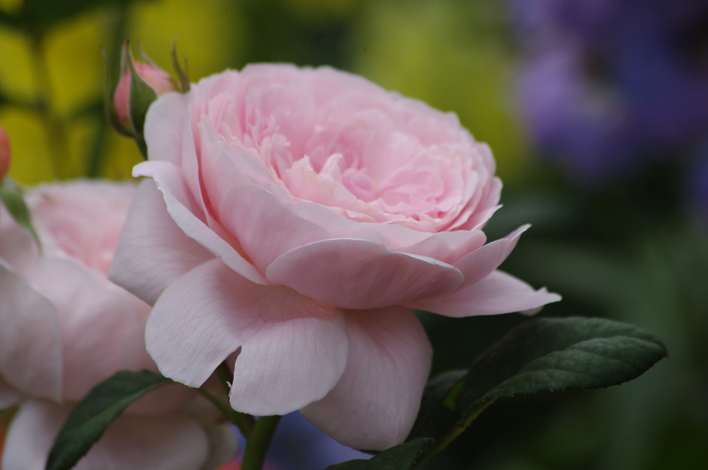 薔薇　8　山下公園　5月