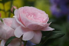 薔薇　8　山下公園　5月