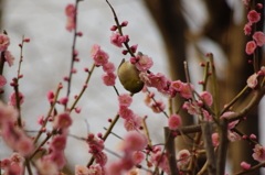 これはうまい！　三田台公園　２月