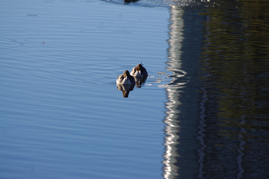 鴨　　旧浜離宮庭園　１月