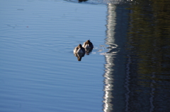 鴨　　旧浜離宮庭園　１月