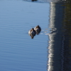 鴨　　旧浜離宮庭園　１月