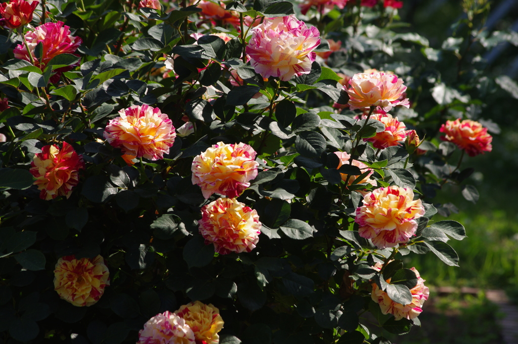 薔薇　4