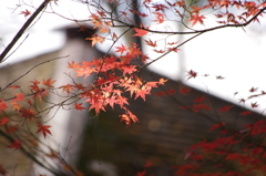 紅葉　2　旧古河庭園