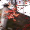 紅葉　2　旧古河庭園