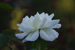 薔薇　1　山下公園　１０月