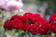 ２０１６　５月　山下公園　薔薇　2　