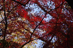 紅葉　2