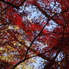 紅葉　2