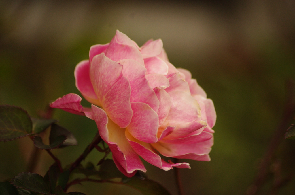 薔薇　2　新芝運河　２月下旬