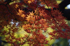 まだまだ紅葉　1　清澄庭園　１２月上旬