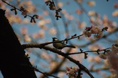 シジュウカラ　上野公園