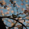 シジュウカラ　上野公園