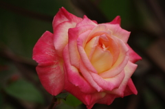 薔薇　26　港が見える丘公園　５月