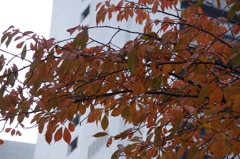紅葉　1　旧芝離宮庭園　１１月