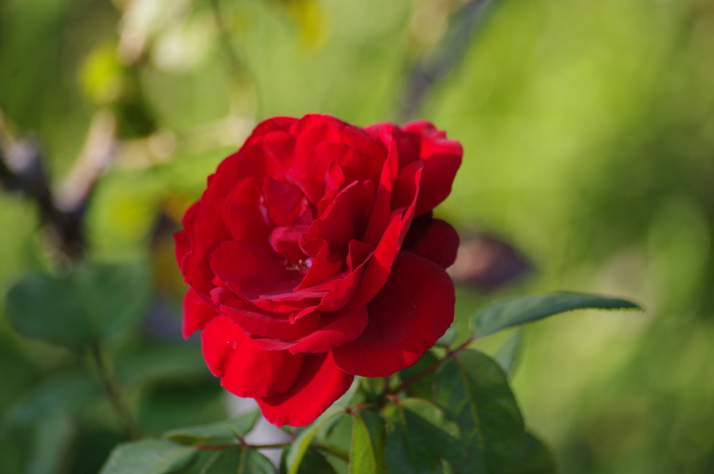 いよいよ　秋薔薇