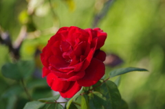 いよいよ　秋薔薇