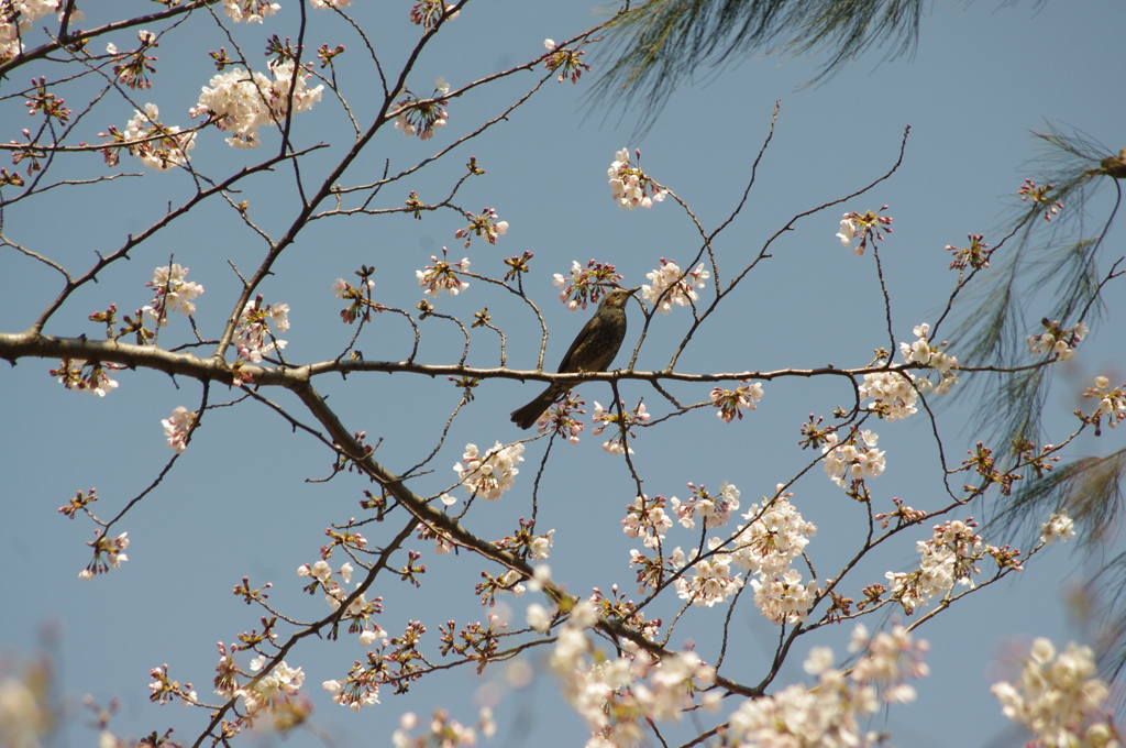 桜と鳥　1　御殿山庭園