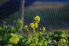 菜の花