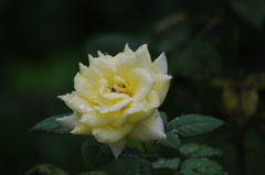 雨の中の薔薇　5　ザ・プリンスパークタワー東京