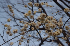 白梅　亀塚公園