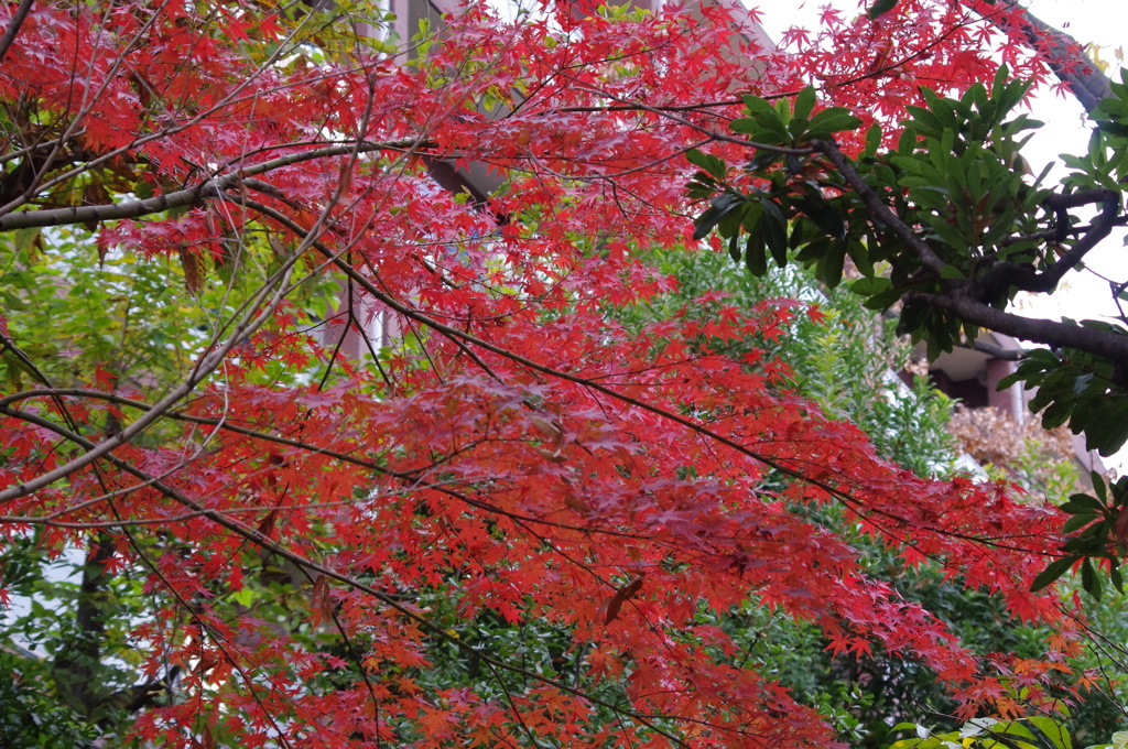 紅葉　1　大横川親水公園　