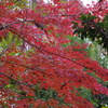 紅葉　1　大横川親水公園　