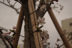 新橋の桜　新橋